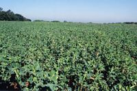 /i/Thumbs/tn_FOOD_PLOTS_ALFALFA.jpg