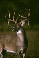 /i/Thumbs/tn_bullwinkle.JPG